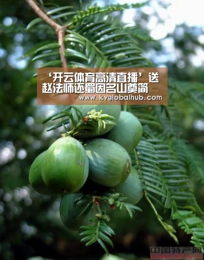 开云体育官方