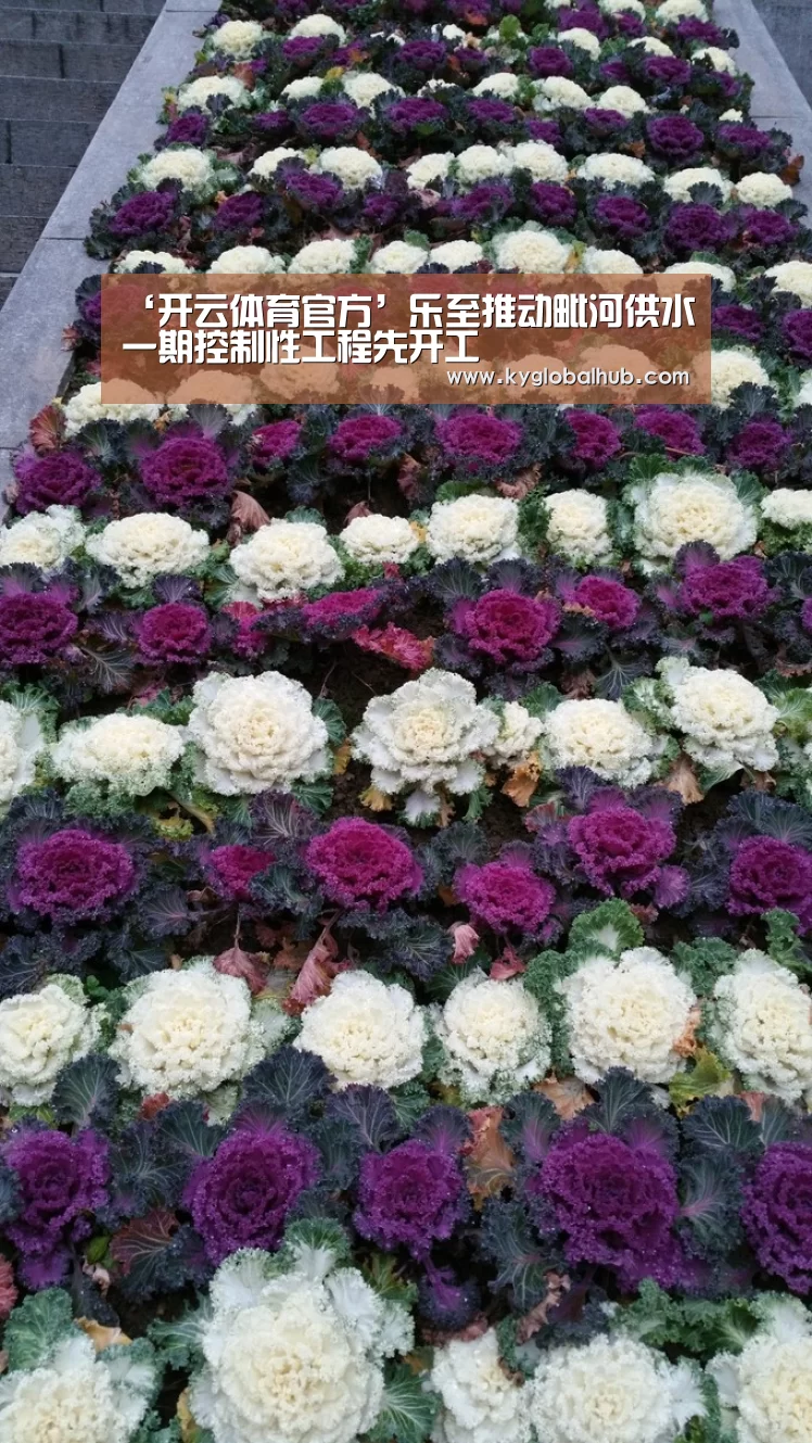 开云体育高清直播